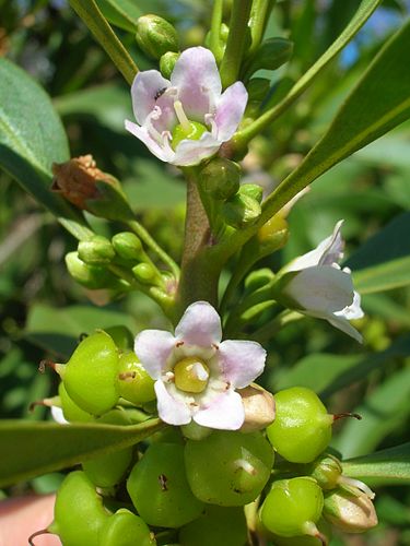 Myoporum sandwicense